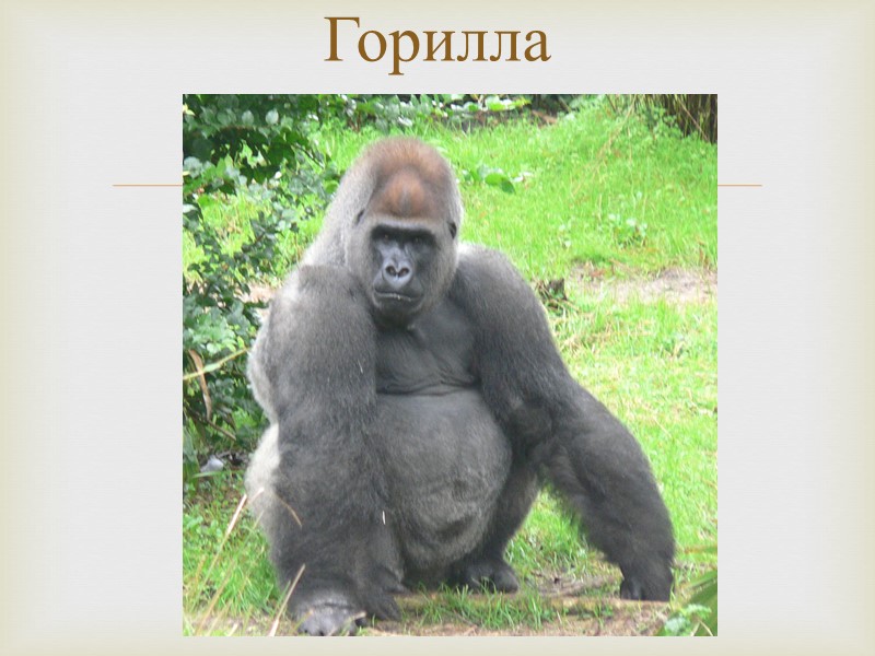 Горилла